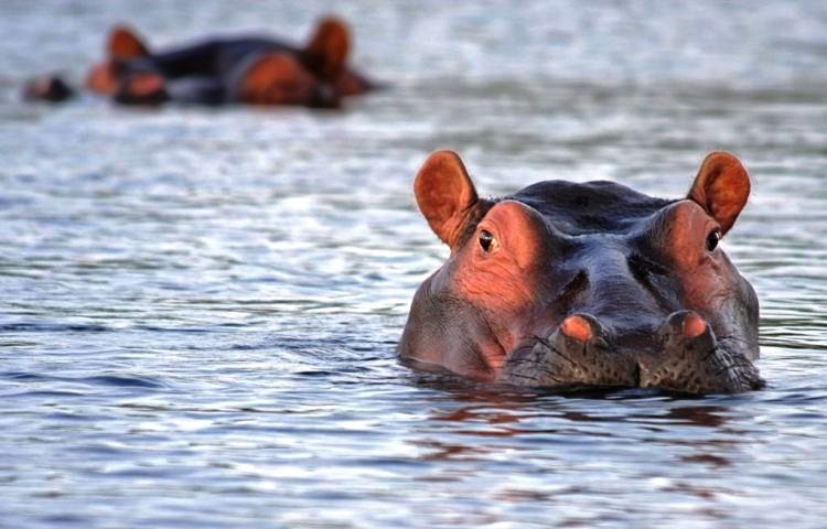 Warum die Hippos keinen Fisch essen