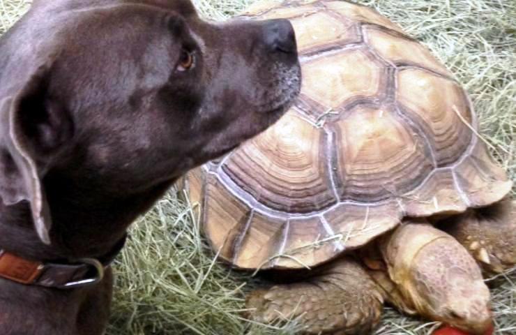 Die Schildkröte, der Hund und der Bauer