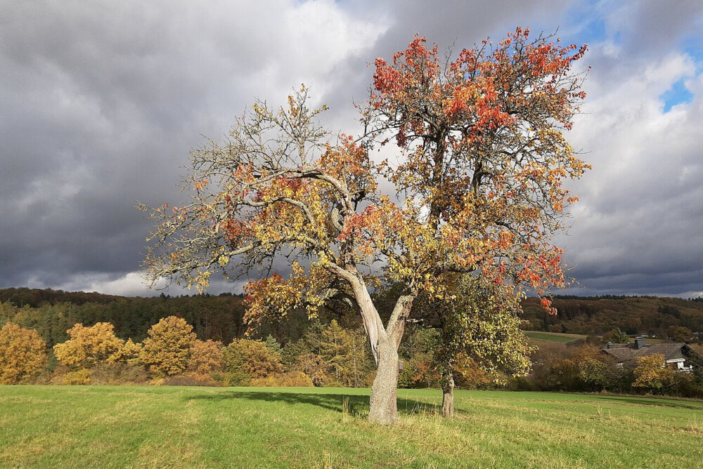 Wie ein Baum (11. So. i. J. – Mk 4, 26-34)